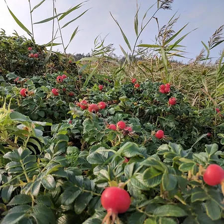 6 Person In Hurup Thy-by Traum Sindrup